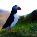 The infamous puffins of Iceland