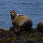 Seals at Ytri Tunga Beach