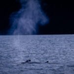 Husavik for Whale Watching