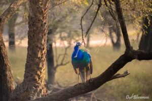 Welcome to Rajasthan Ranthambore-evening safari