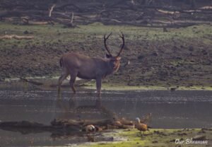 Welcome to Rajasthan Ranthambore-evening safari