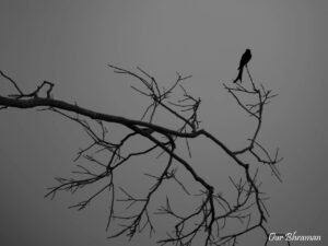 Welcome to Rajasthan Ranthambore-evening safari