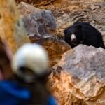 A bear sighting on our wildlife safari