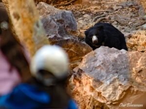 Welcome to Rajasthan A bear sighting on our wildlife safari