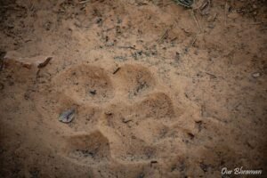 Welcome to Rajasthan Ranthambore-morning safari