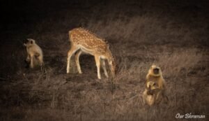 Welcome to Rajasthan Ranthambore-evening safari