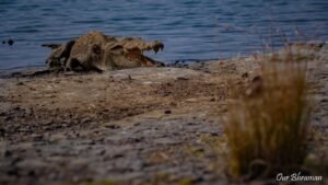 Welcome to Rajasthan Ranthambore-evening safari