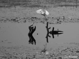Welcome to Rajasthan Ranthambore-evening safari
