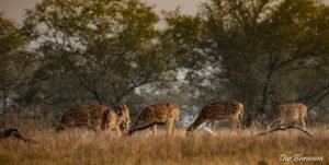 Welcome to Rajasthan Ranthambore-evening safari