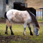 Iceland 6m22479