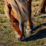 Iceland 6m23301 2