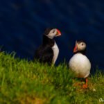 Iceland 6m23402 2