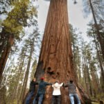 Standing among the towering Sequoias