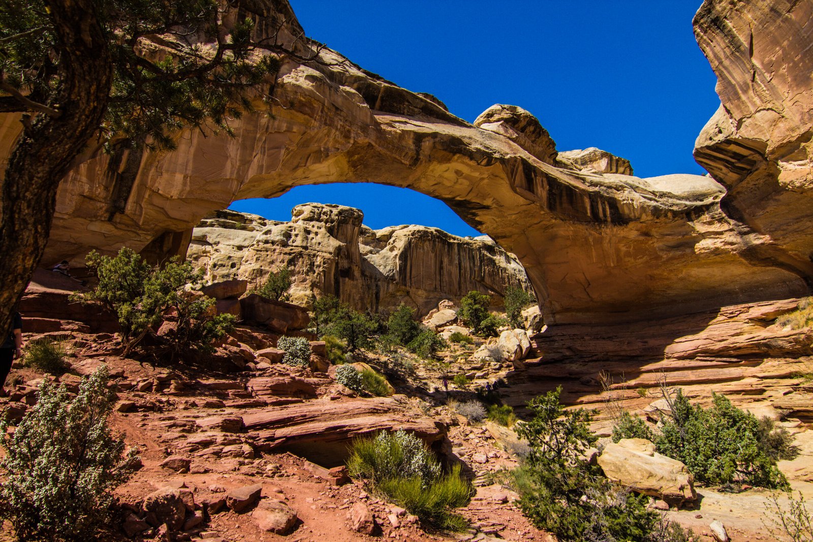 hickman bridge capitol reef 1
