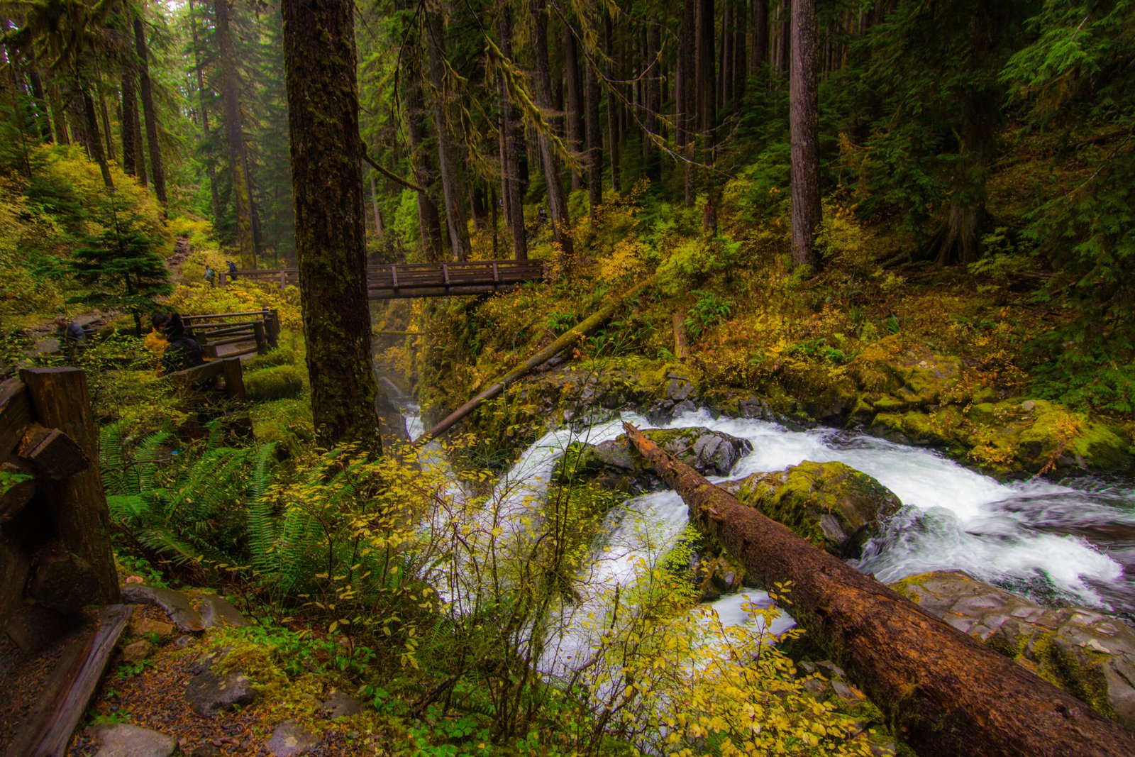 A rushing, whitewater stream encountered among our hike through the Hoh Rain Forest in Olympic National Park