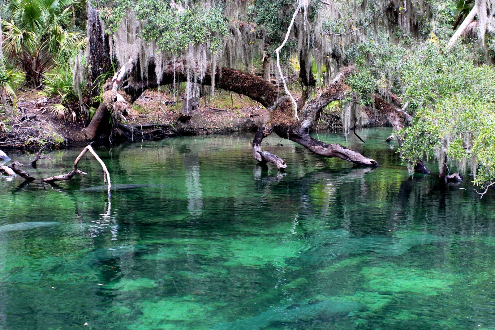 A pristine, emerald-green natural spring at Blue Spring State Park- prime viewing of manatees
