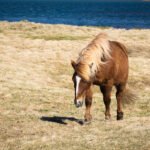 Iceland r6m23299