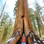 At the base of a sequoia tree