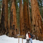 The Senate trees standing tall in a Sequoia National Park forest blanketed in thick, fresh snow, with white flurries dusting their massive trunks."