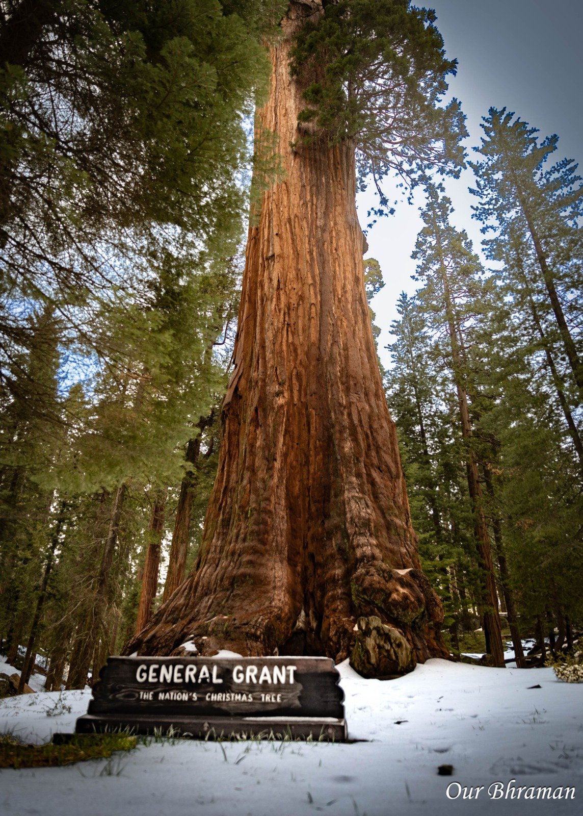 The nation's Christmas tree