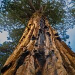 A dramatic low-angle view looking straight up the massive, textured trunk of a giant sequoia tree