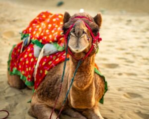 Welcome to Rajasthan The star of the show
