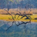 A serene wetland marsh at Ranthambore National Park in India