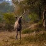 A majestic Sambar deer with large, prominent antlers stands in a sunlit, grassy clearing surrounded by trees during an evening safari at Ranthambore National Park in Rajasthan, India.