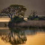 The historic stone ruins of a fort island surrounded by trees and tall grasses, perfectly reflected in the calm, golden waters of a lake during an evening safari at Ranthambore National Park in India.