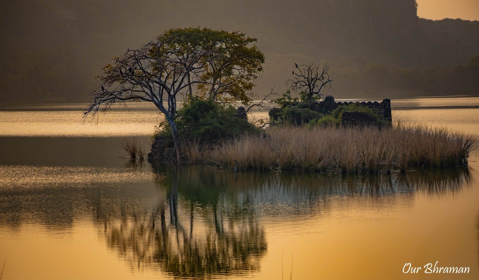 The historic stone ruins of a fort island surrounded by trees and tall grasses, perfectly reflected in the calm, golden waters of a lake during an evening safari at Ranthambore National Park in India.
