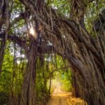 A sunlit dirt road trail leading through Ranthambore National Park