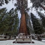 General Sherman Tree in Sequoia National Park