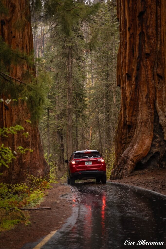 Driving among towering giant sequoia trees