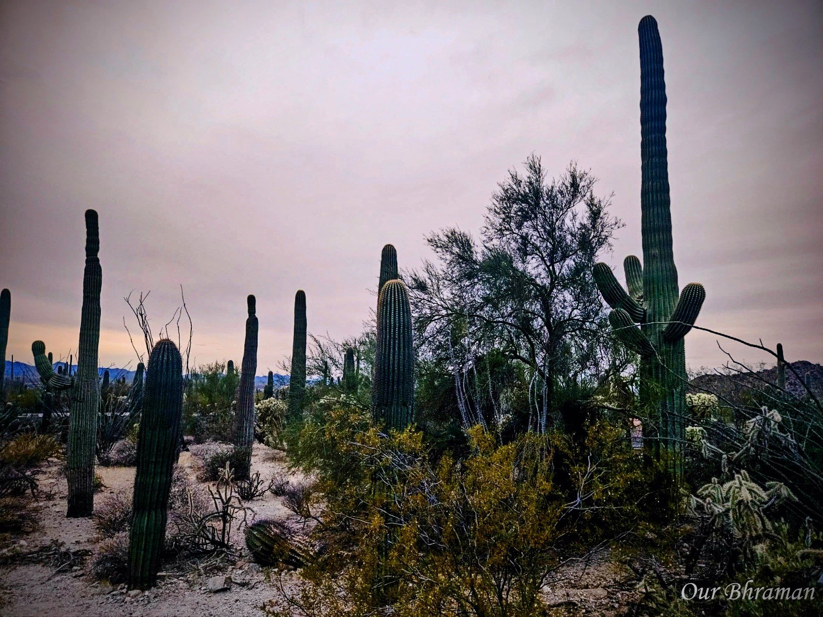 A desert landscape at dusk in Saguaro National Park, Arizona, featuring several tall saguaro cacti and desert brush