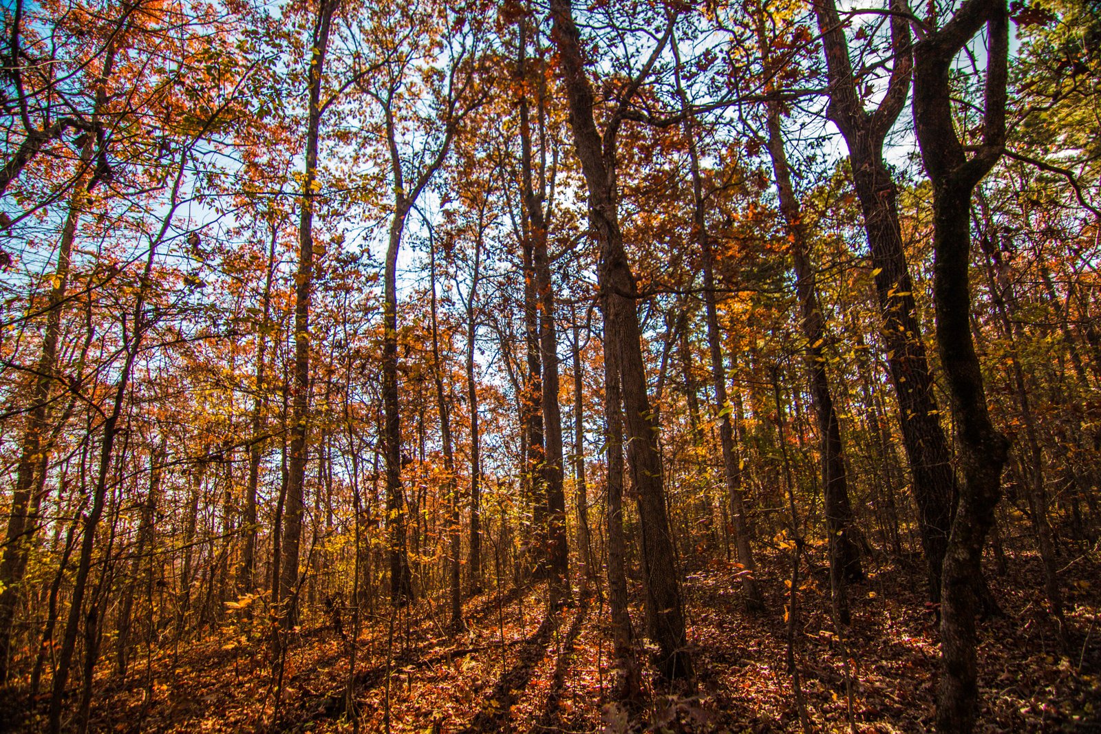 A view along the trail to Whittaker Point