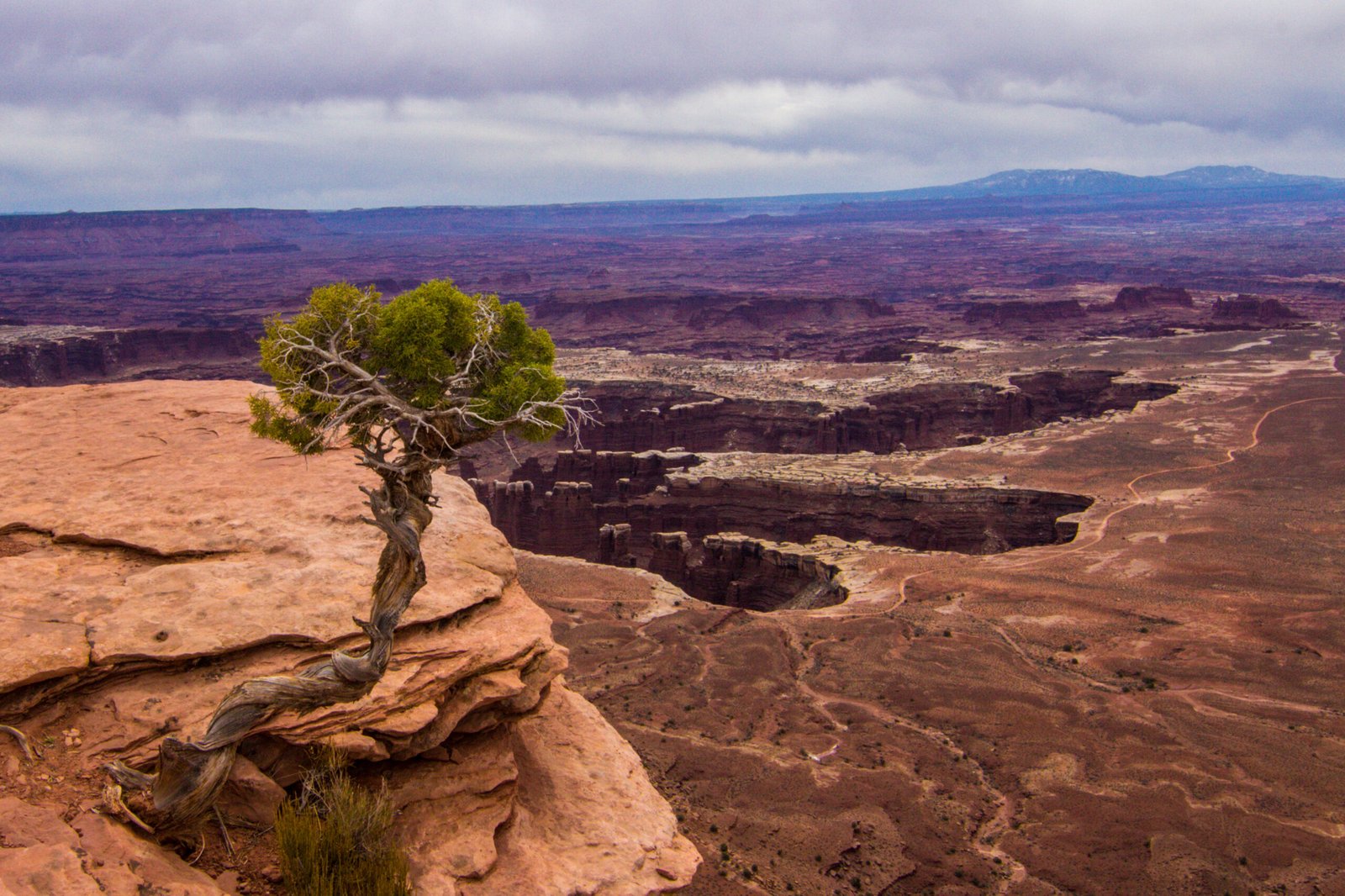 A weathered, twisted Utah juniper tree grows from a rugged sandstone cliff overlooking the deep, vast canyons and expansive desert plateaus under a cloudy sky at Canyonlands National Park.