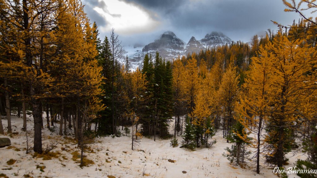 Larch Valley Trail 6m21843