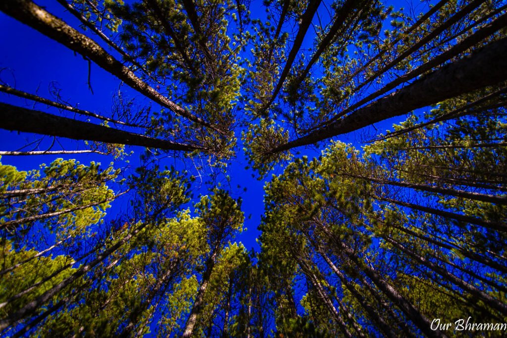 Jasper National Park 6m21941