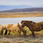 Iceland 6m22865