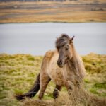 Iceland 6m22869