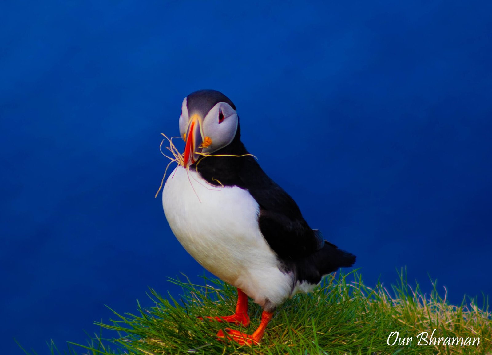 Puffins