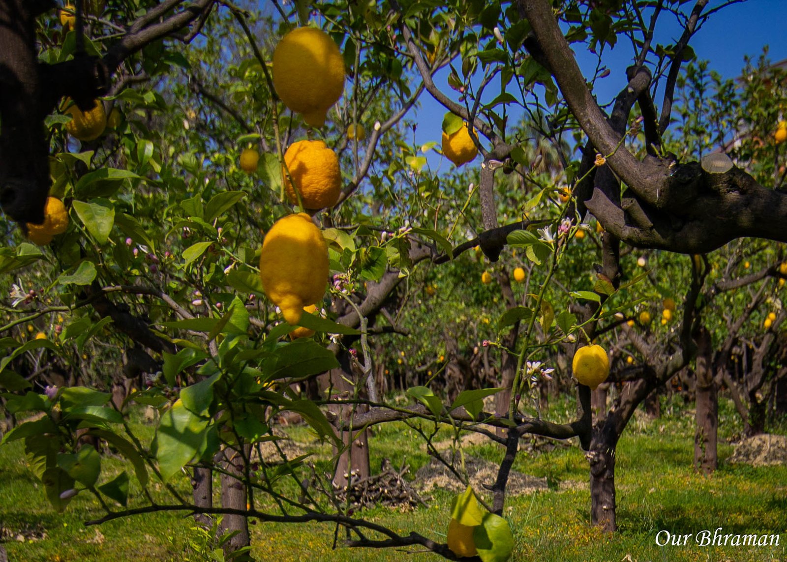 I Giardini di Cataldo