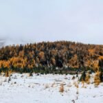 Banff larch valley trail 1
