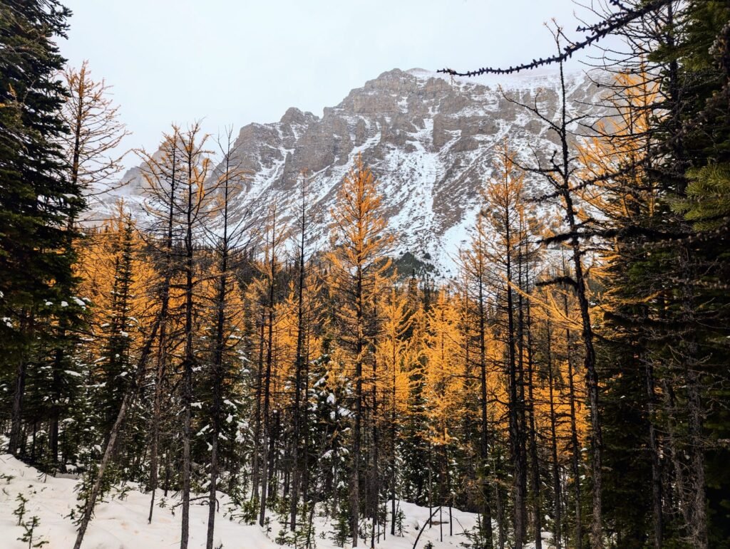Larch Valley Trail larch valley trail 9