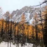 Banff larch valley trail 9