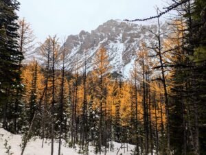 Banff National Park larch valley trail 9