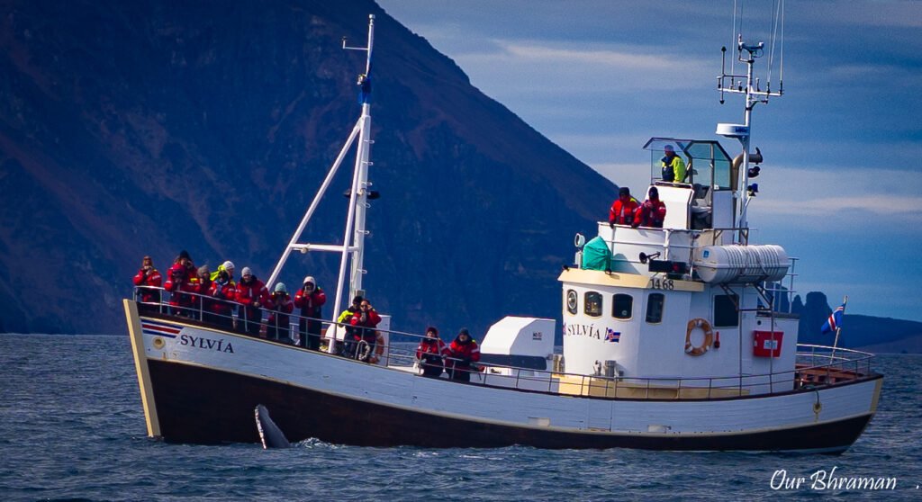Northbound Wonders Iceland-husavik-whale-watching-and-more Húsavík whale watching tour
