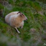 Iceland Goat_On the_Climb Up