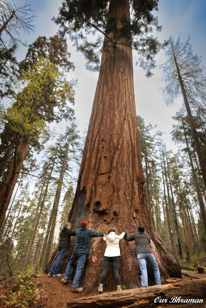 Sequoia National Park 6m27710