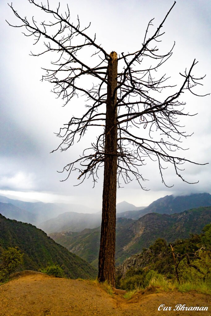 Sequoia National Park 6m27716